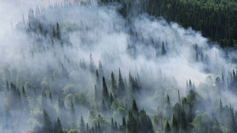 В Красноярском крае оценили ущерб от лесных пожаров — РТ на русском