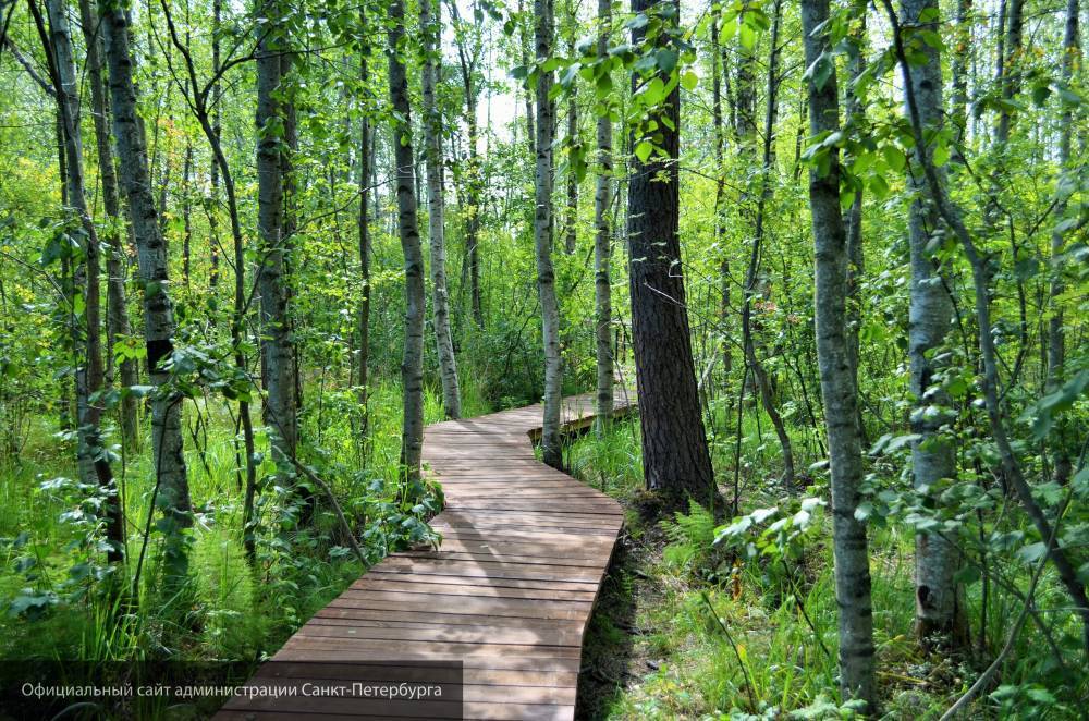 Природный заказник «Сестрорецкое болото» открыл новый экологический маршрут для гостей