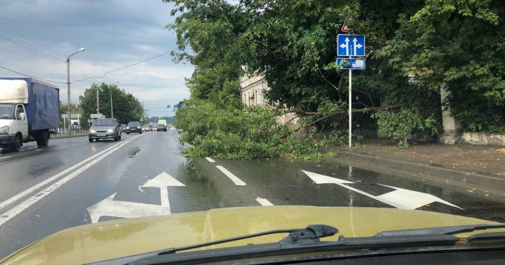 В Смоленске на Витебском шоссе дерево рухнуло на проезжую часть