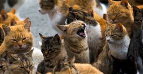 Тайные отравители убили десятки кошек в Японии