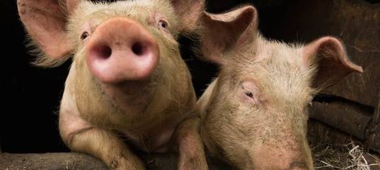 На тюменской ферме удар током убил около тысячи свиней