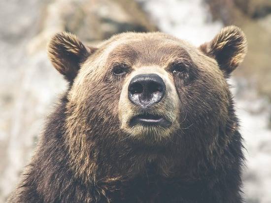 Жители поселка, где медведь загрыз девочку, взмолились: «Осталось Путину писать»