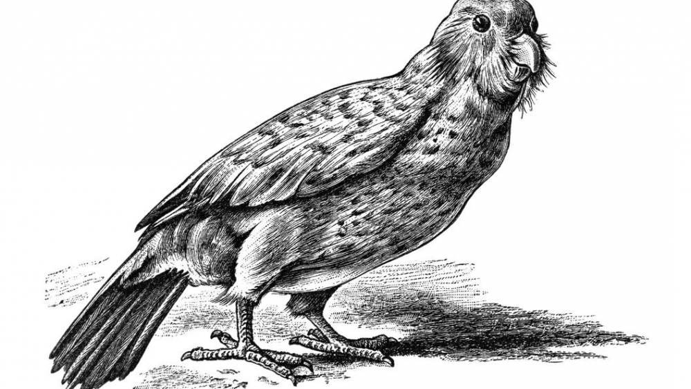 Метровый каннибал: В Новой Зеландии обнаружен неизвестный вид попугая