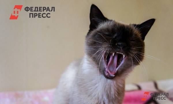 Ученые указали болезни, которые помогут вылечить кошки | Москва | ФедералПресс