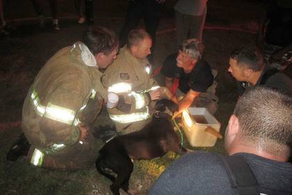 Храбрая собака спасла семью от пожара