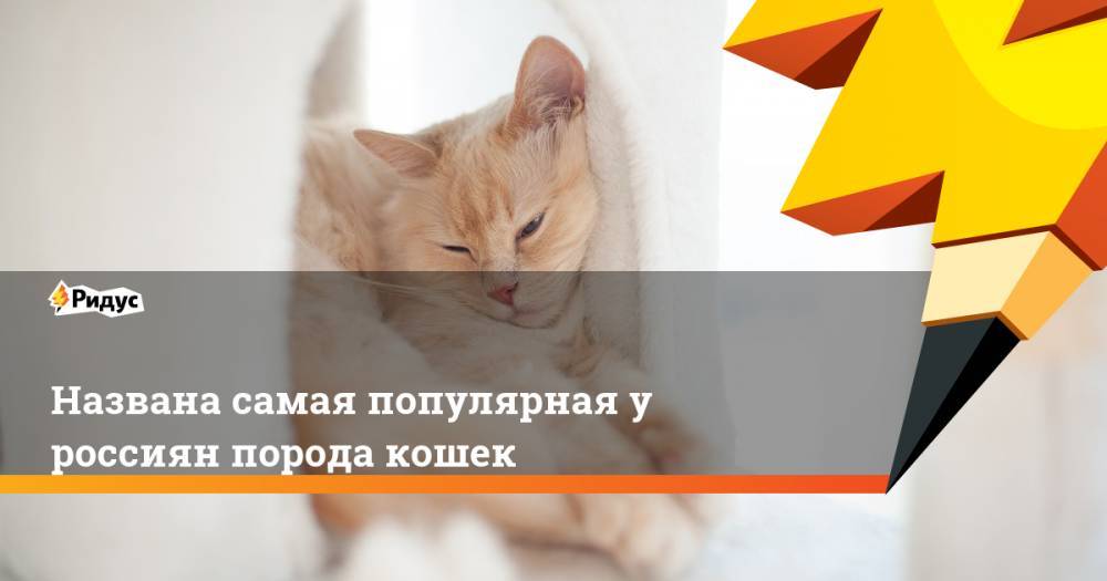 Названа самая популярная у россиян порода кошек. Ридус
