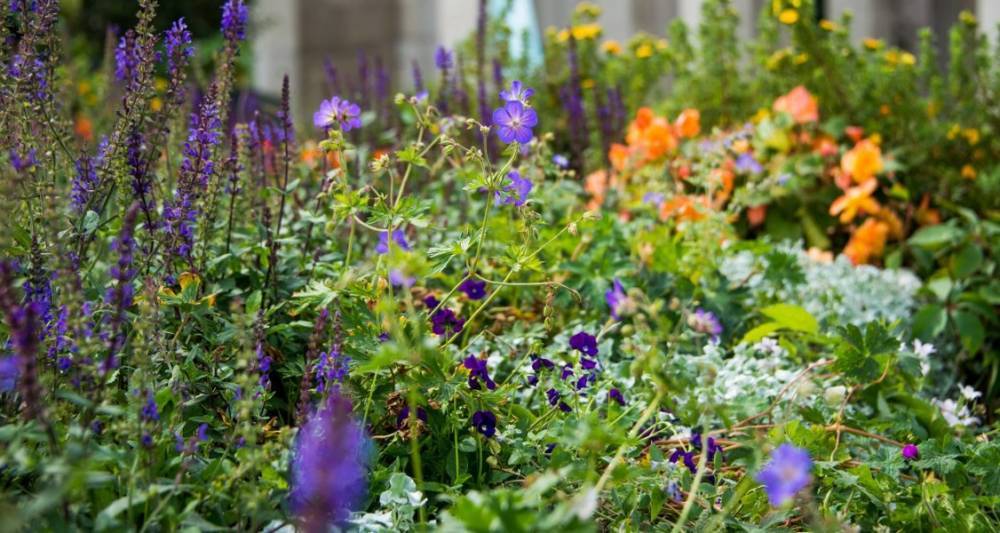 Фестиваль "Цветочный Джем" приглашает на бесплатные экскурсии по садам