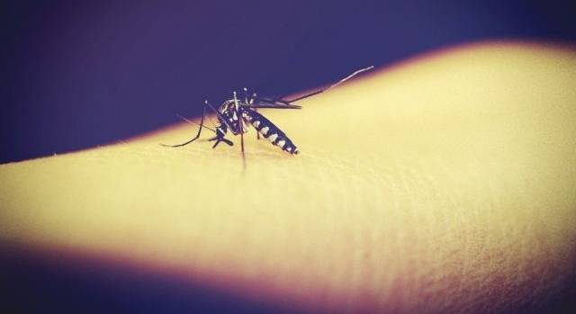 Российские ученые назвали "самую вкусную" группу крови для комаров