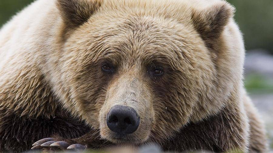 В Магадане застрелили бродившего по городу медведя
