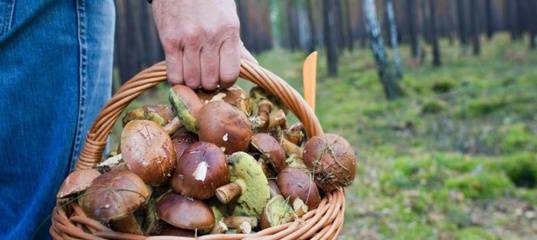 В Тюмени два человека отравились грибами