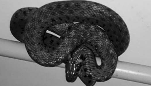 У Кривому Розі на території медзакладу виявили змію - newformat.info - місто Кривий Ріг