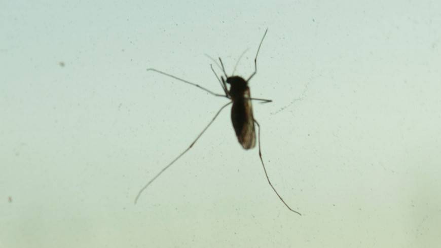 Укус комара привел к мучительной смерти стюардессы