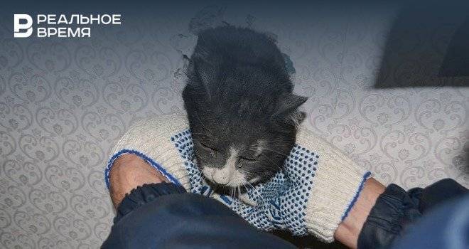 Управление гражданской защиты Уфы выложило фото котов, которые нуждались в помощи спасателей