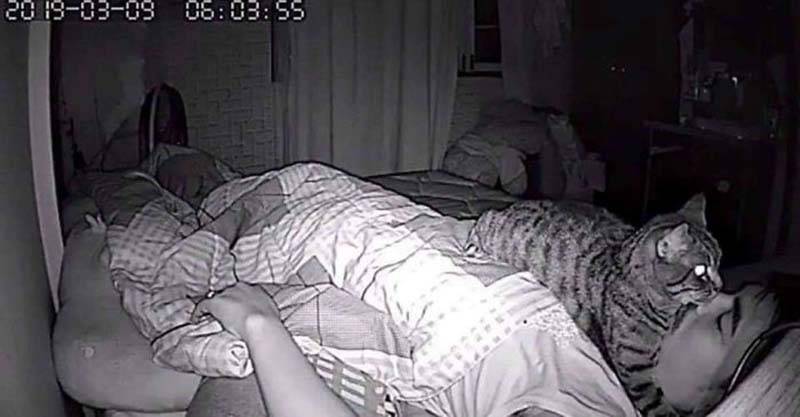 Парень установил в своей комнате камеру, чтобы заснять, что ночью делает его кошка - kwikeer.com - Таиланд - Бангкок