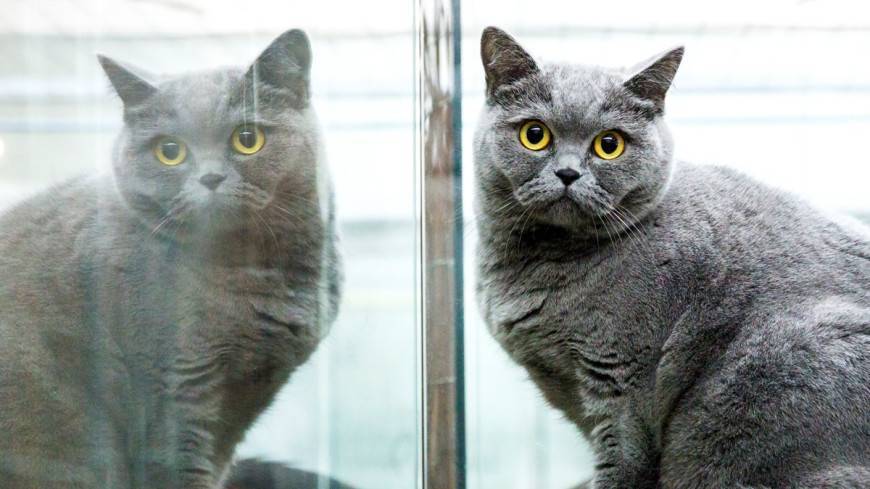 Стали известны самые популярные породы кошек в России