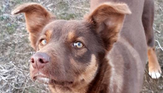 На Житомирщині компанія мажорів розстріляла собаку