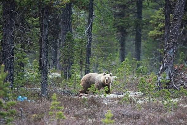 В Усть-Вымском районе открыли охоту на бурого медведя
