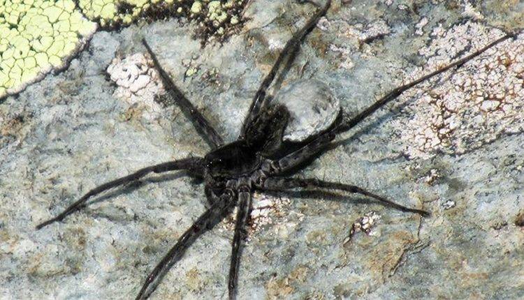 На Алтае обнаружили новый вид пауков