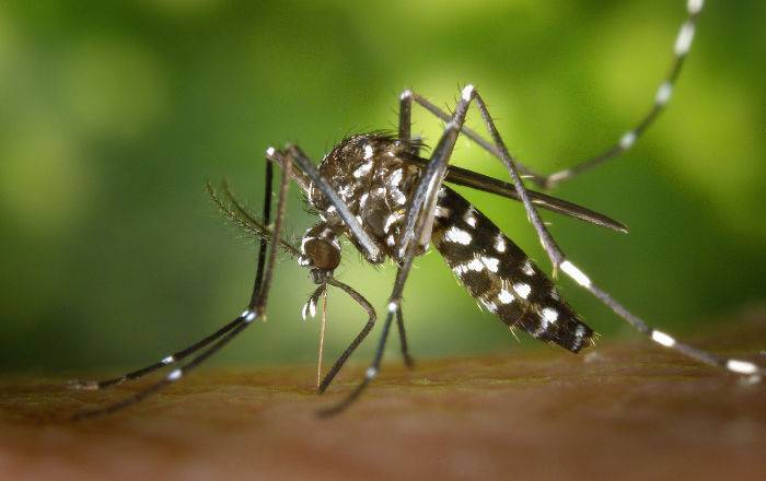 Не британские ученые выяснили, кого в первую очередь кусают комары