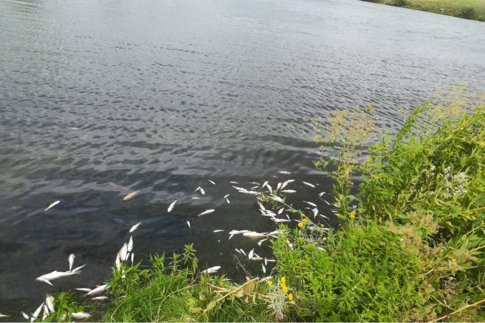 В Башкирии экологи устанавливают причину замора рыба на пруду в Аургазинском районе  // ОБЩЕСТВО | новости башинформ.рф