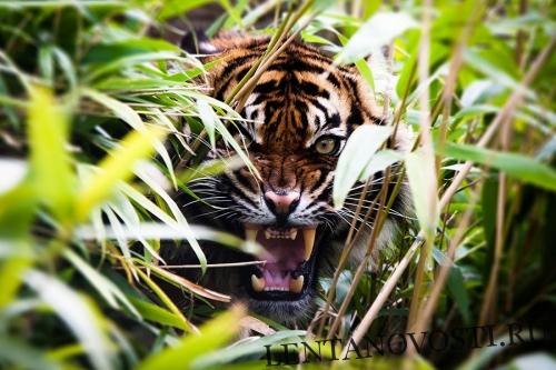 В Пакистане тигр пробрался в деревню и покалечил четырех человек