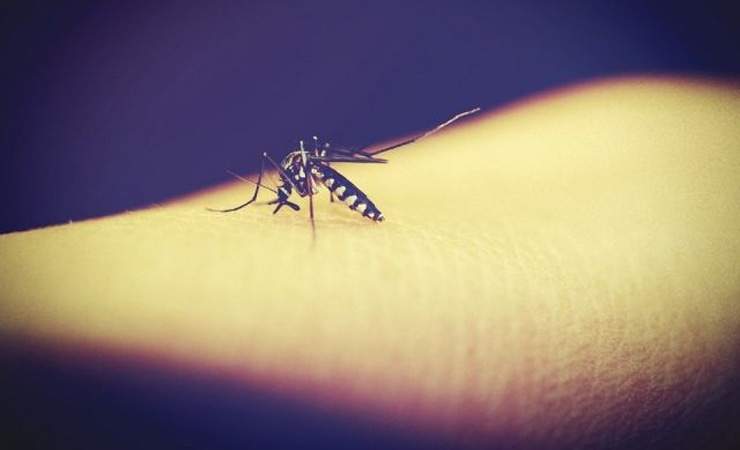Российские ученые назвали «самую вкусную» группу крови для комаров