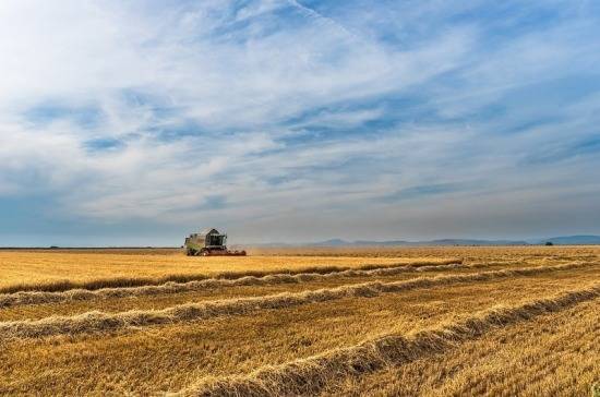 В Краснодарском крае собрали более 11 млн тонн зерна
