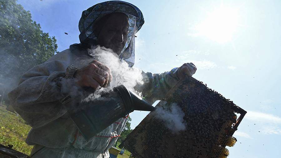 Пресс-конференция о проблемах пчеловодства в России. Прямая трансляция