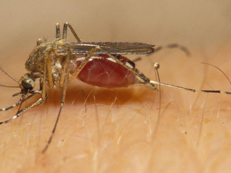 Учёные выяснили, какую группу крови предпочитают комары