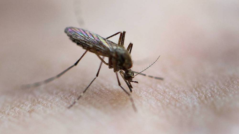 Как комары выбирают жертву: Учёные назвали самых лакомых людей для насекомых