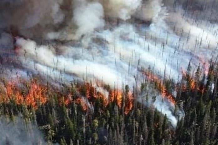 Лесной пожар из России перекинулся на территорию Казахстана