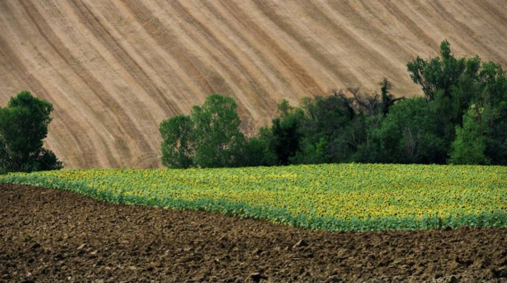 Земельная реформа в Украине будет проведена до конца года – президент