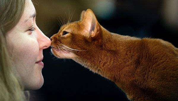 Эксперты рассказали, как заговорить на языке кошек