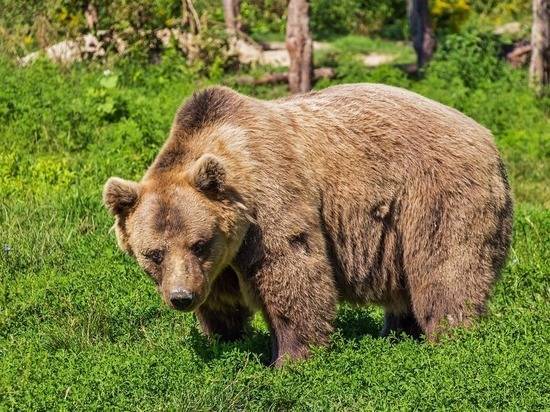 Хабаровская пенсионерка сутки отпугивала рыком медведя, стоя в трясине