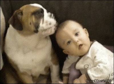 Почему собаки так любят нюхать малышей? Биологи нашли причину - kwikeer.com - Los Angeles