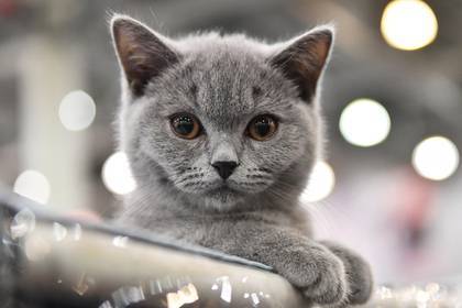 Названы самые популярные породы кошек в России