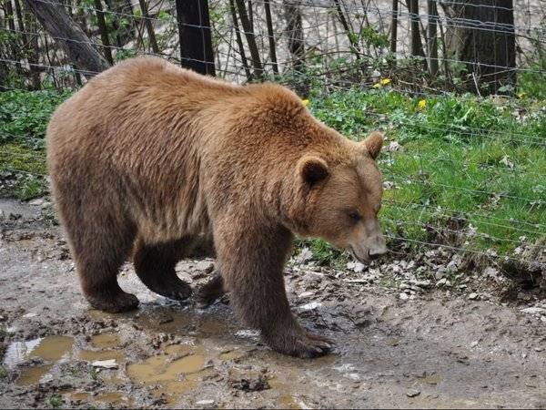 В центре Магадана полиция застрелила медведя-пестуна