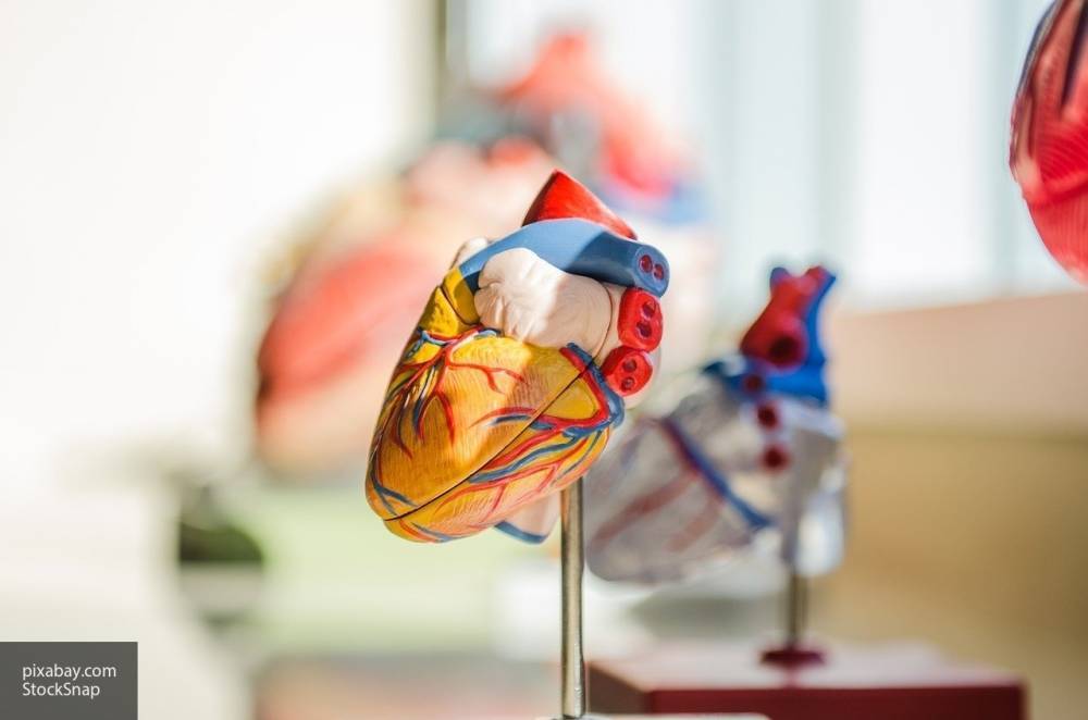 Ученые разработали искусственное сердце, которое поможет быстрее тестировать препараты