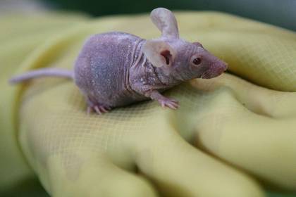 Ученые разработали новый способ определения боли у мышей