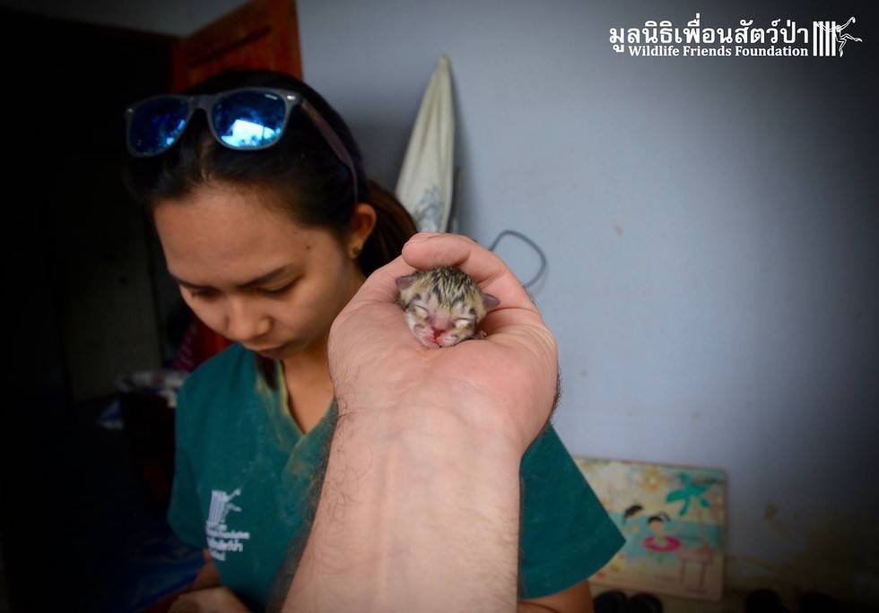 Люди подобрали крошечного котенка с улицы…Кем он вырос не ожидал никто! - kwikeer.com - Таиланд