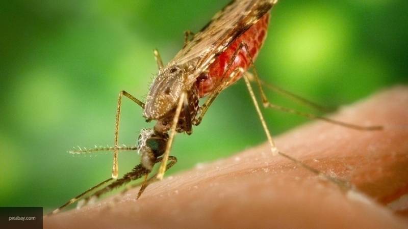 Ученые из Томска рассказали, какие вкусовые предпочтения у комаров