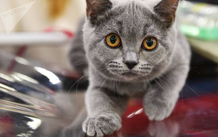 В Москве нашли самого грустного кота - бездомный Филя ищет хозяина