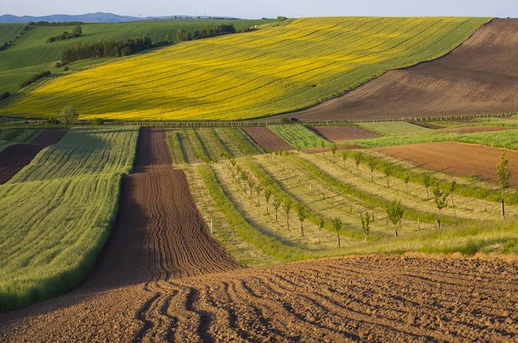 Зеленский хочет начать массовую продажу украинских земель за рубеж уже в 2020 году