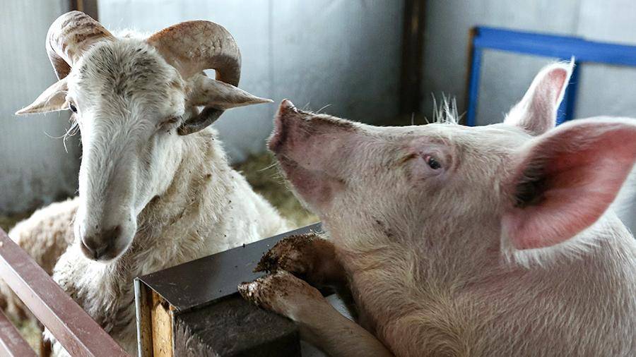 Белоруссия запретит ввоз свинины из Приморья и овец и коз из Подмосковья