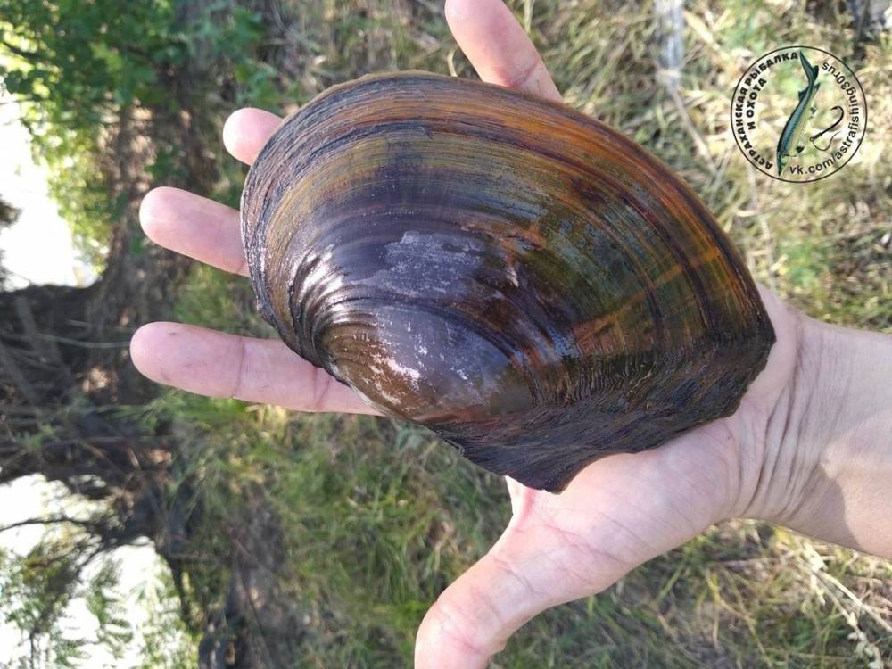В астраханской реке выловили моллюсков-гигантов - astravolga.ru