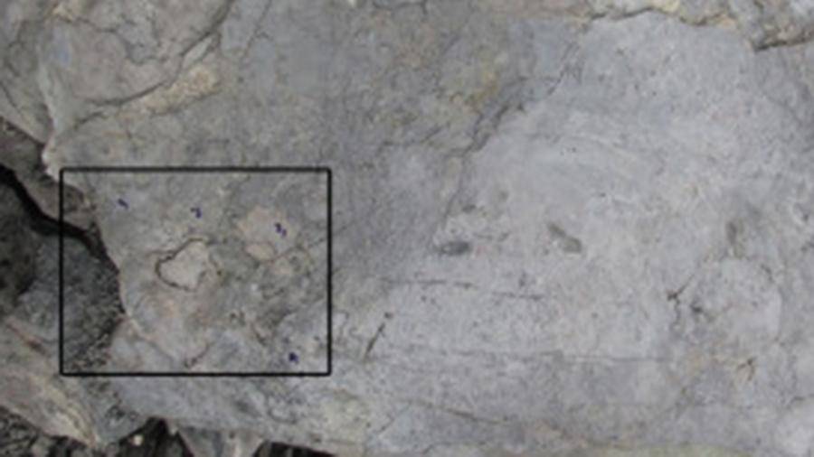 В Китае нашли окаменелости древнейшего леса