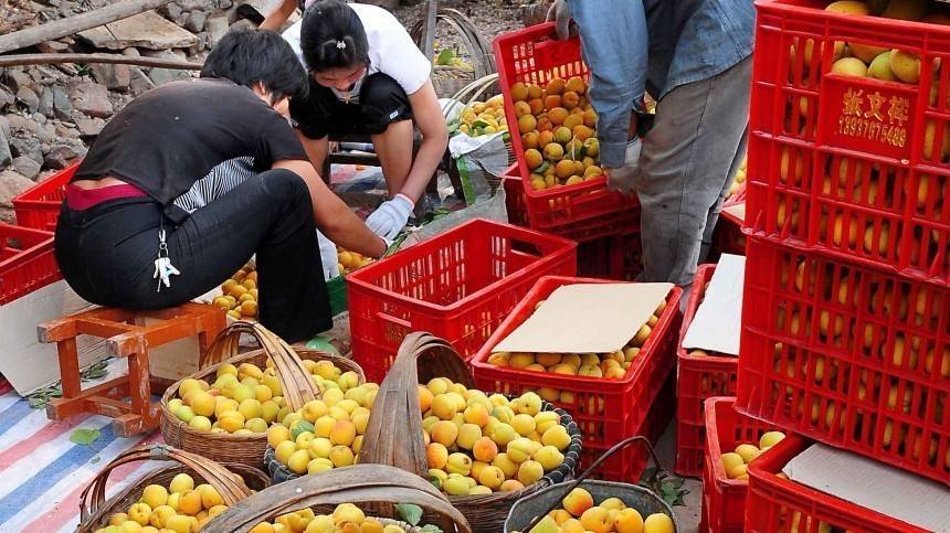 Видео: фрукты из Китая оказались опасны, там живут личинки