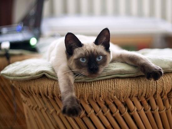 Всемирный день кошек 2019: чем домашние любимцы похожи на людей