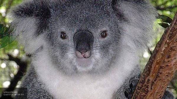 Малыш-коала появился в зоопарке Мельбурна со сломанной лапкой