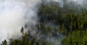 Greenpeace подсчитал урон животному миру от лесных пожаров в Сибири